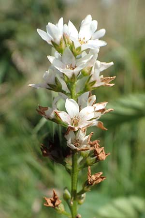 Lysimachia clethroides / Gooseneck Loosestrife, D Kierspe 5.9.2021