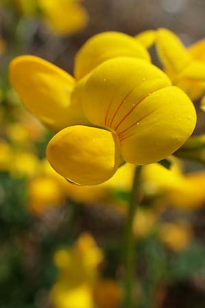 Lotus corniculatus \ Gewhnlicher Hornklee / Bird's-Foot Deervetch, D Mannheim 27.4.2022