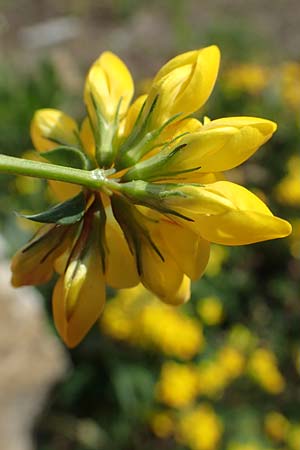 Lotus corniculatus \ Gewhnlicher Hornklee / Bird's-Foot Deervetch, D Mannheim 27.4.2022