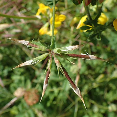 Lotus corniculatus \ Gewhnlicher Hornklee / Bird's-Foot Deervetch, D Mannheim 21.5.2022