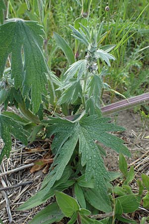 Leonurus cardiaca subsp. cardiaca \ Echtes Herzgespann, Gewhnlicher Lwenschwanz / Motherwort, D Sachsen-Anhalt, Süßer See 7.6.2022