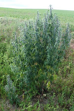 Leonurus cardiaca subsp. cardiaca \ Echtes Herzgespann, Gewhnlicher Lwenschwanz / Motherwort, D Sachsen-Anhalt, Süßer See 7.6.2022