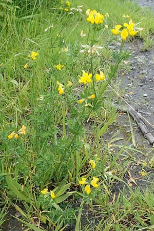 Lotus corniculatus \ Gewhnlicher Hornklee, D Werl 20.6.2022