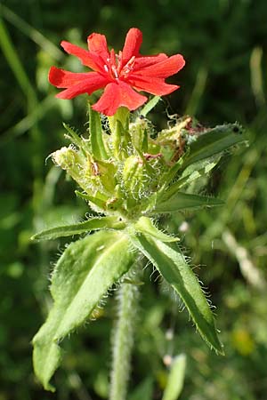 Silene chalcedonica \ Scharlach-Lichtnelke, Brennende Liebe / Maltese Cross, Scarlet Lychnis, D Schlitz 21.6.2022