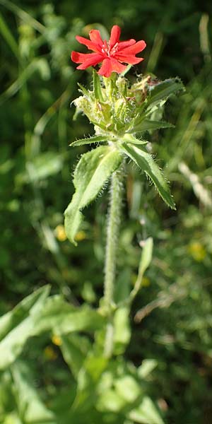 Silene chalcedonica \ Scharlach-Lichtnelke, Brennende Liebe / Maltese Cross, Scarlet Lychnis, D Schlitz 21.6.2022