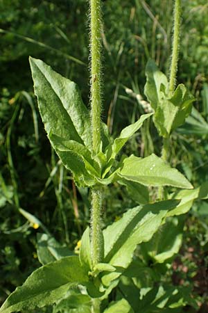 Silene chalcedonica \ Scharlach-Lichtnelke, Brennende Liebe / Maltese Cross, Scarlet Lychnis, D Schlitz 21.6.2022