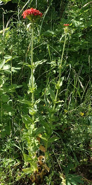 Silene chalcedonica \ Scharlach-Lichtnelke, Brennende Liebe / Maltese Cross, Scarlet Lychnis, D Schlitz 21.6.2022