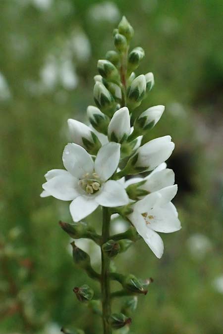 Lysimachia clethroides / Gooseneck Loosestrife, D Witten 1.8.2023