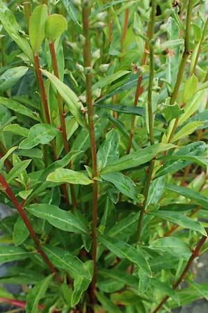 Lysimachia clethroides \ Schnee-Felberich, Fortune-Felberich, D Witten 1.8.2023