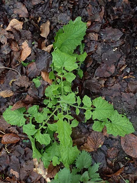 Lapsana communis subsp. communis \ Gemeiner Rainkohl / Nipplewort, D Linkenheim-Hochstetten 5.4.2024