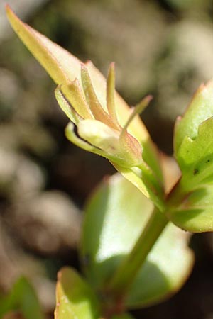 Lindernia dubia \ Amerikanisches Bchsenkraut, Groes Bchsenkraut / Yellowseed False Pimpernel, D Groß-Gerau 21.9.2015