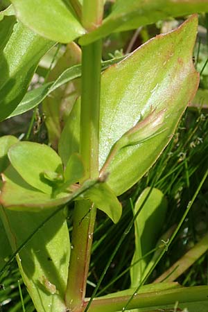 Lindernia dubia \ Amerikanisches Bchsenkraut, Groes Bchsenkraut / Yellowseed False Pimpernel, D Groß-Gerau 15.7.2017