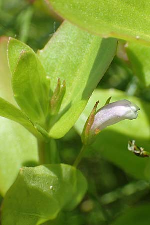 Lindernia dubia \ Amerikanisches Bchsenkraut, Groes Bchsenkraut / Yellowseed False Pimpernel, D Groß-Gerau 15.7.2017