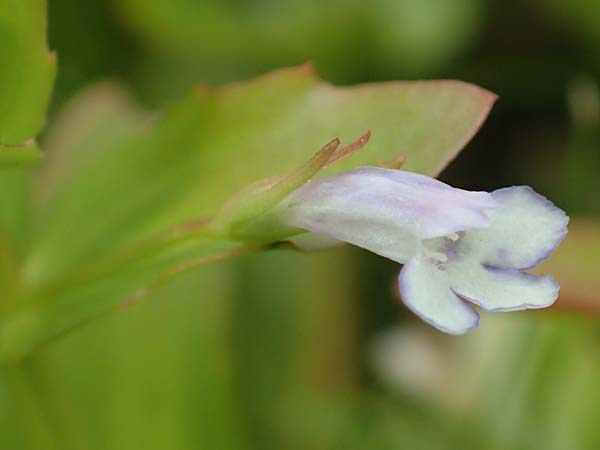 Lindernia dubia \ Amerikanisches Bchsenkraut, Groes Bchsenkraut / Yellowseed False Pimpernel, D Groß-Gerau 15.7.2017