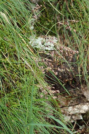 Luzula desvauxii \ Desvaux-Hainsimse, Pyrenen-Hainsimse / Devaux' Wood-Rush, D Schwarzwald/Black-Forest, Belchen 22.7.2017