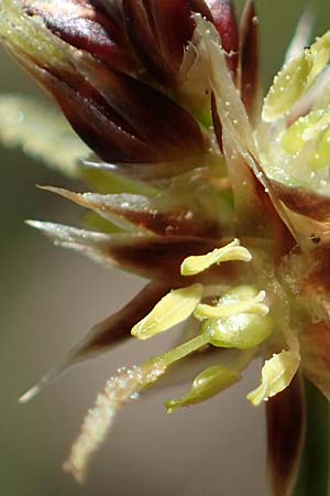 Luzula multiflora \ Vielbltige Hainsimse / Heath Wood-Rush, D Zwingenberg an der Bergstraße 15.4.2022