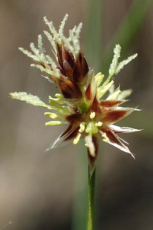 Luzula multiflora \ Vielbltige Hainsimse, D Zwingenberg an der Bergstraße 15.4.2022