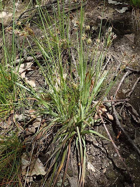 Luzula multiflora \ Vielbltige Hainsimse / Heath Wood-Rush, D Zwingenberg an der Bergstraße 15.4.2022