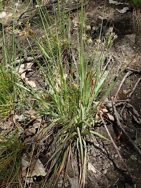 Luzula multiflora \ Vielbltige Hainsimse, D Zwingenberg an der Bergstraße 15.4.2022