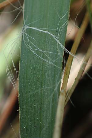 Luzula multiflora \ Vielbltige Hainsimse, D Zwingenberg an der Bergstraße 15.4.2022