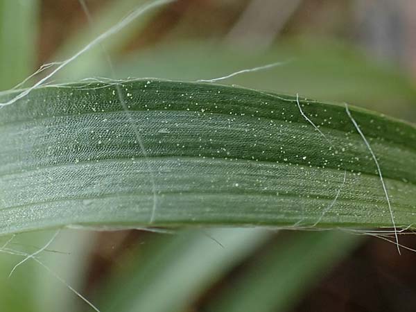 Luzula multiflora \ Vielbltige Hainsimse, D Zwingenberg an der Bergstraße 15.4.2022