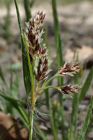 Luzula multiflora \ Vielbltige Hainsimse, D Zwingenberg an der Bergstraße 15.4.2022