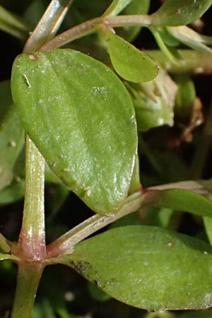 Lindernia dubia \ Amerikanisches Bchsenkraut, Groes Bchsenkraut, D Altrip 16.10.2023