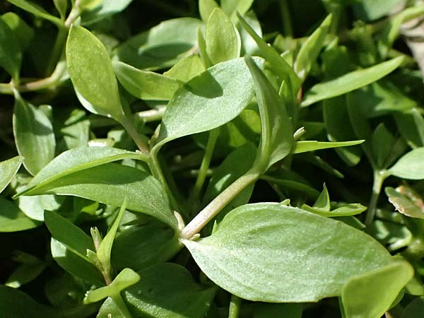 Lindernia dubia \ Amerikanisches Bchsenkraut, Groes Bchsenkraut / Yellowseed False Pimpernel, D Altrip 16.10.2023