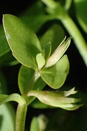 Lindernia dubia \ Amerikanisches Bchsenkraut, Groes Bchsenkraut / Yellowseed False Pimpernel, D Altrip 16.10.2023