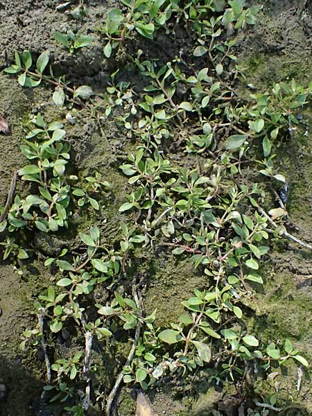 Lindernia dubia \ Amerikanisches Bchsenkraut, Groes Bchsenkraut / Yellowseed False Pimpernel, D Altrip 16.10.2023