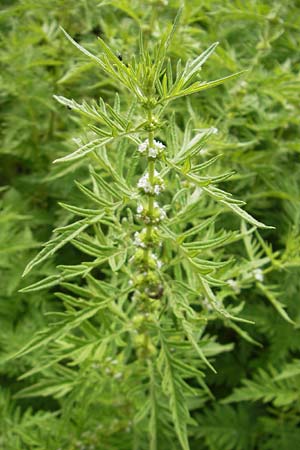 Lycopus exaltatus \ Hoher Wolfstrapp / Great Gipsywort, D Botan. Gar.  Universit.  Mainz 11.7.2009