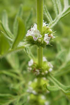 Lycopus exaltatus \ Hoher Wolfstrapp / Great Gipsywort, D Botan. Gar.  Universit.  Mainz 11.7.2009