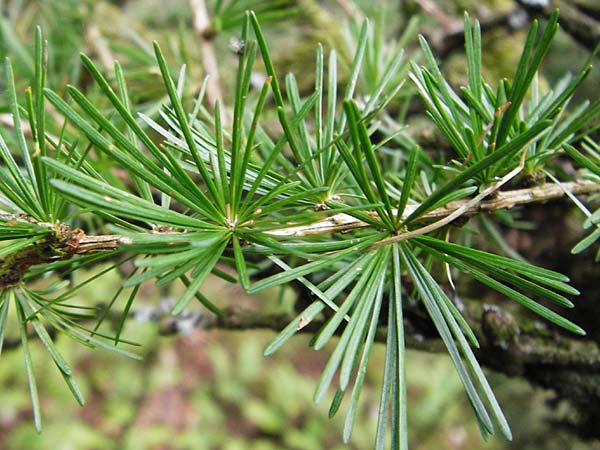 Larix x eurolepis / Hybrid Larch, Dunkeld Larch, D Heppenheim-Kirschhausen 26.6.2015