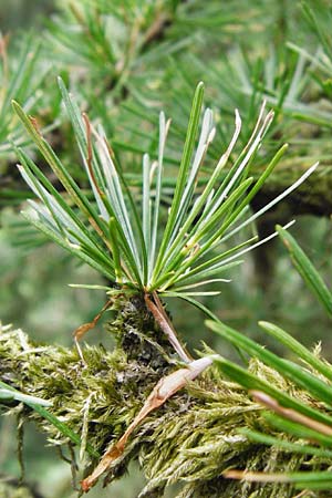 Larix x eurolepis \ Hybrid-Lrche, D Heppenheim-Kirschhausen 26.6.2015