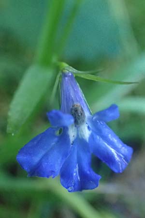 Lobelia erinus \ Mnnertreu, Blaue Lobelie, D Odenwald, Unterabtsteinach 18.11.2020