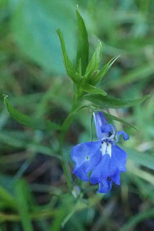 Lobelia erinus \ Mnnertreu, Blaue Lobelie, D Odenwald, Unterabtsteinach 18.11.2020