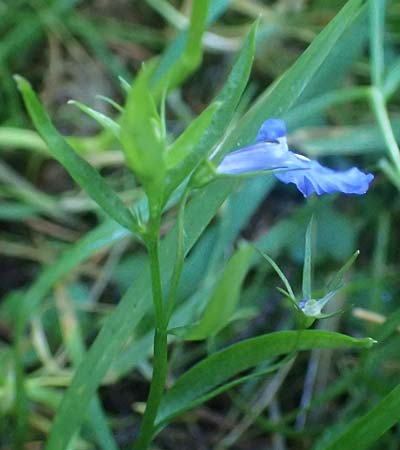 Lobelia erinus \ Mnnertreu, Blaue Lobelie, D Odenwald, Unterabtsteinach 18.11.2020