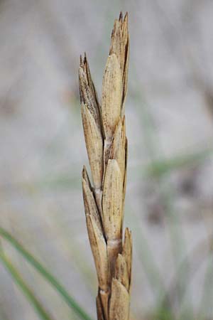 Leymus arenarius \ Strand-Roggen / Sea Lyme Grass, D Heiligenhafen 17.9.2021