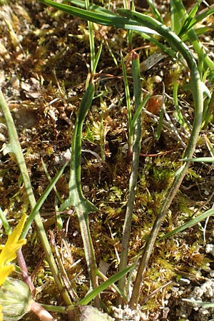 Taraxacum multilepis / Many-Scaled Marsh Dandelion, D Konstanz 24.4.2018