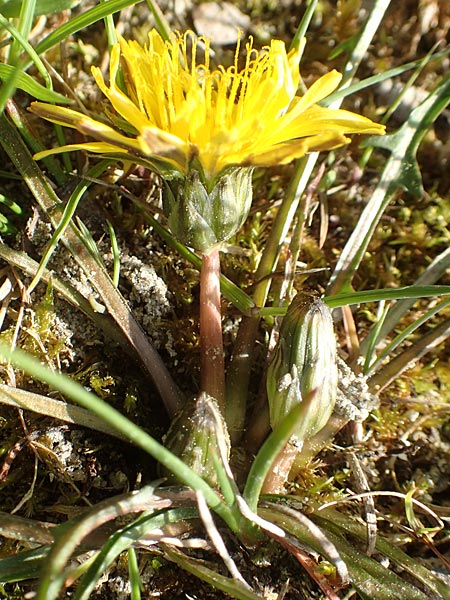 Taraxacum austrinum \ Flachmoor-Löwenzahn, D Konstanz 24.4.2018