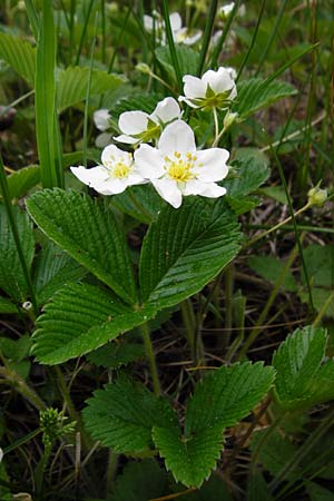 Fragaria viridis \ Knack-Erdbeere, Hgel-Erdbeere, D Östringen-Eichelberg 30.4.2015