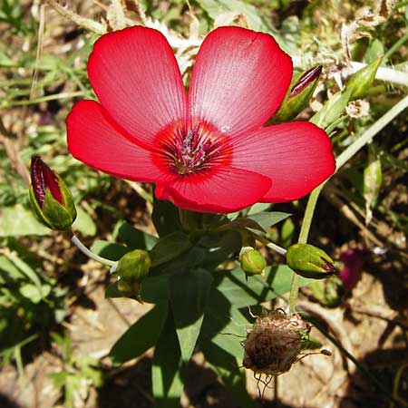 Linum grandiflorum / Crimson Flax, Flowering Flax, D Nördlingen 10.7.2015