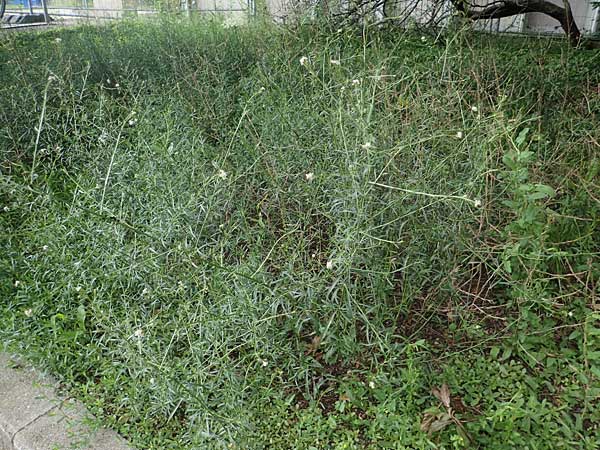 Lepidium graminifolium \ Grasblttrige Kresse / Tall Pepperwort, D Heidelberg 11.7.2021