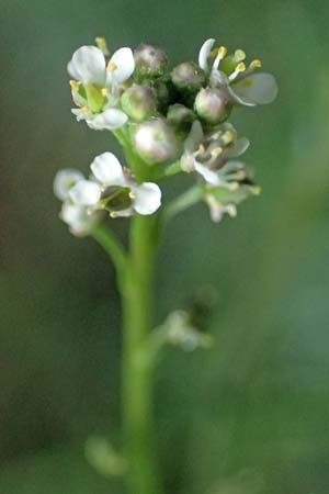 Lepidium graminifolium \ Grasblttrige Kresse, D Heidelberg 11.7.2021