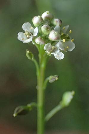 Lepidium graminifolium \ Grasblttrige Kresse, D Heidelberg 11.7.2021