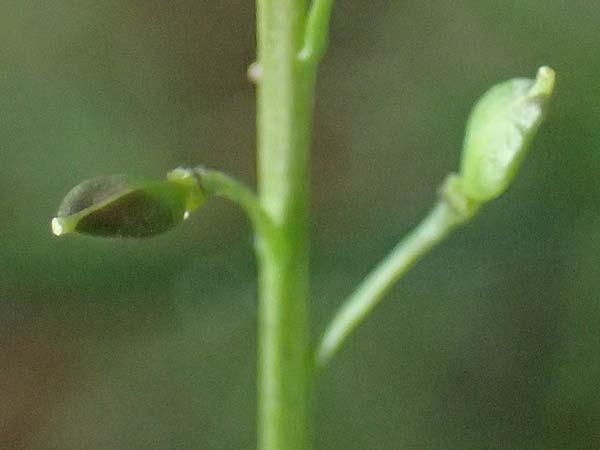 Lepidium graminifolium \ Grasblttrige Kresse, D Heidelberg 11.7.2021