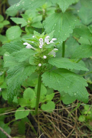 Lamium purpureum \ Rote Taubnessel, D Babenhausen 11.8.2007