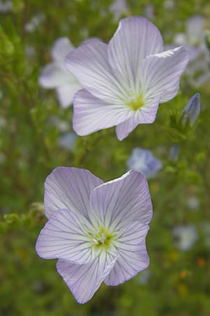 Linum hirsutum \ Zotten-Lein / Anatolian Flax, D Botan. Gar.  Universit.  Mainz 11.7.2009