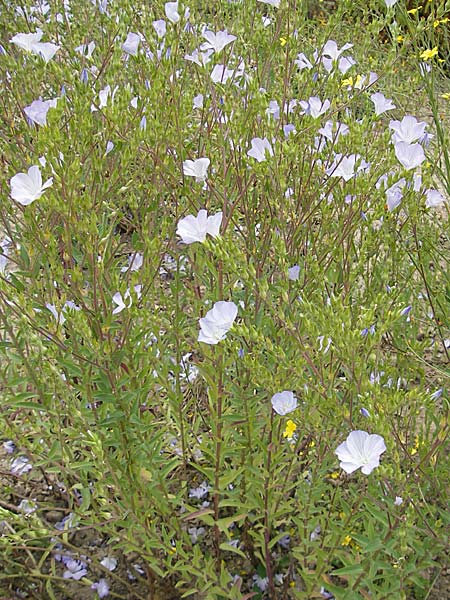 Linum hirsutum \ Zotten-Lein / Anatolian Flax, D Botan. Gar.  Universit.  Mainz 11.7.2009