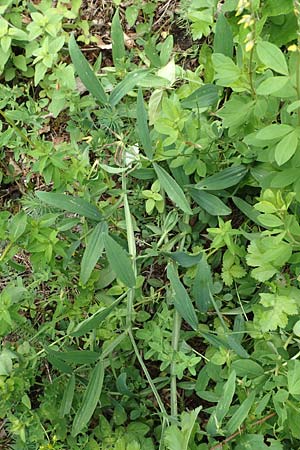 Lathyrus heterophyllus \ Verschiedenblttrige Platterbse / Norfolk Everlasting Vetchling, D Mühlheim an der Donau 20.6.2015